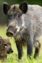 Wall Mural - Wild boar mamma portrait with piglets