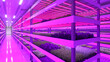 Leinwandbild Motiv Indoor vertical farm. Hydroponic microgreens plant factory. Plants grow with led lights. Sustainable agriculture for future food. 3d illustration.