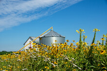Grain Silo Surrounded By Black Eyed Susans In Lancaster County, PA 