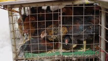 Huddled Chicken On Top Of Each Other In Dirty Cage In Klong Toei Market In Thailand 