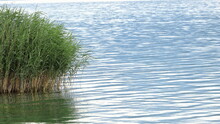 Green Reeds Growing Out Of Water. Water Surface, Lake, Waves, Glistening Surface.