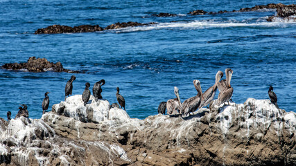 Wall Mural - Pelicans and Gannets 1