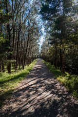 Wall Mural - perspective view between line of trees.