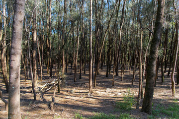 Wall Mural - dense tree branches in the forest.