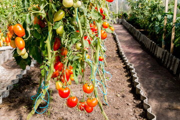 growing tomatoes in a greenhouse