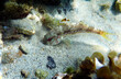 Mullus barbatus - Goatfish photographing underwater in the Mediterranean Sea      