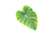 Colocasia Esculenta Green Leaf Isolated Transparent Png. Taro Or Kalo Tropical Plant