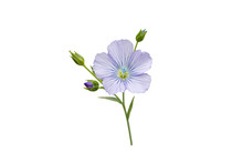 Flax Blue Flower And Buds Branch Isolated Transparent Png. Linum Usitatissimum. Linen Fabric Plant.