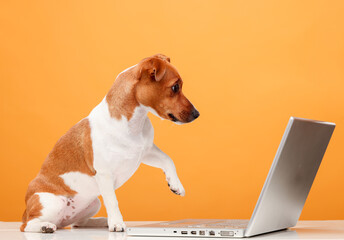 the dog uses a laptop.jack russell terrier looks at something, communicates with someone, uses a laptop on a yellow background isolated.