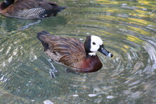 A White-faced Whistling Duck (Dendrocygna Viduata) At A Local Zoo