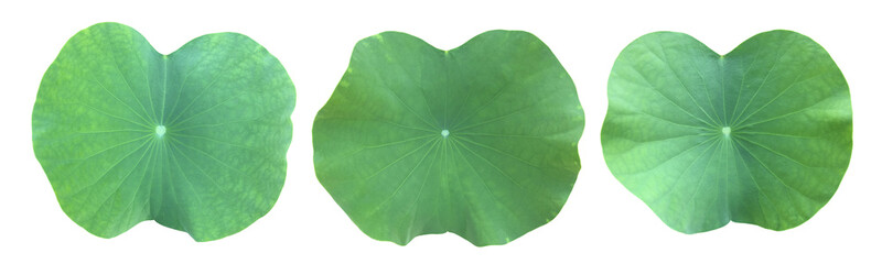 Isolated waterlily or lotus leaf