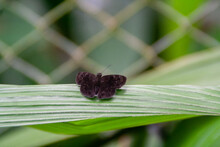 Black And Brown Moth Resting On A Leaf At The Natuwa Animal Refuge In Costa Rica, Central America With A Cage In The Background