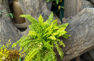 Wall Mural - Close up of beautiful growing ferns in the forest.