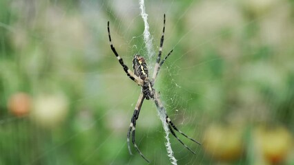 Ventral View Of Yellow Garden Spider On Web With Blurred Background. - close up