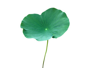 Wall Mural - Isolated waterlily or lotus leaf