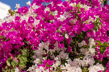 Canvas Print - Blooming red and white bougainvillea flowers in Santorini island.