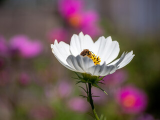 Wall Mural - White garden flower with bokeh background