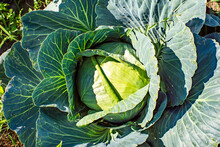 Ripe Cabbage In The Garden. Eco Products.