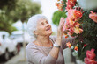 Elderly woman admiring beautiful bushes with colorful roses. Senior lady on a walk in the city examining flowers