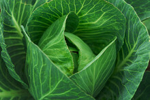 Closeup Of Texture Fresh Cabbage  In A Garden.