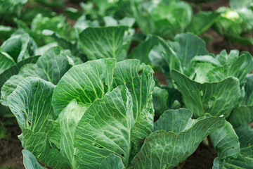 Wall Mural - Closeup of texture fresh cabbage  in a garden.