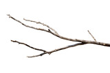Fototapeta  - Dry branches, white background, png