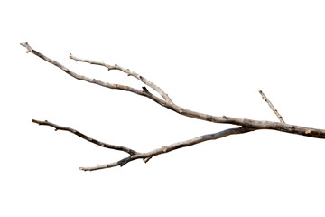 dry branches, white background, png