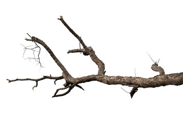 dry branches, white background, png