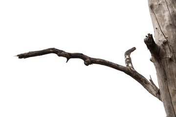Dry branches, white background, png