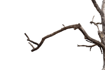 dry branches, white background, png