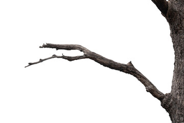 dry branches, white background, png