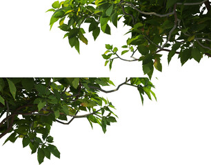 Canvas Print - foreground twigs on a transparent background