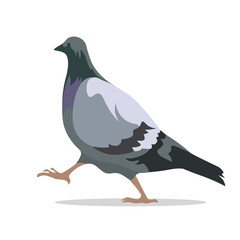 A large grey-black dove walks if marching on a white background. Isolated vector illustration, eps 10.