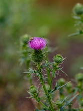 Flower Musk Thistle, Carduus Nutans, Also Known As Thistle Or Nodding Plumeless Thistle)