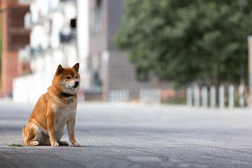 Wall Mural - Shiba Inu smiling. Red dog sits on the street. Happy pet in the city. 