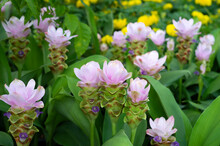 Curcuma Alismatifolia Gagnap Is A Tropical Plant Native To Laos, Northern Thailand, And Cambodia,one Of The Most Famous Wild Fields Of Siam Tulips Is In Pa Hin Ngam National Park In Thailand.
