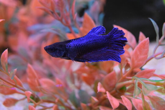 Blue fish in fishbowl