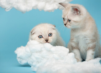 Wall Mural - Small kitten watching as another kitten is about to gnaw a cotton cloud on a blue background.