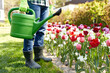 gardening and people concept - close up of man with watering can and tulip flowers at garden