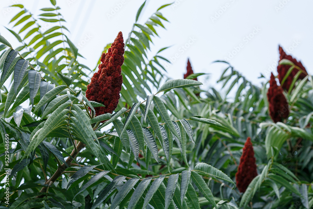 Sumac , sumac ( lat. Rhus ) is a genus of plants that unites about 250 ...