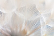 Leinwandbild Motiv Abstract dandelion macro flower background. Seed macro closeup. Soft focus