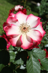 Wall Mural - Bicolor rose (grade Betty Boop, T. Carruth,1999) in Moscow garden. Buds, inflorescence of flower closeup. Summer nature. Postcard with bicolor rose. Roses blooming. Red flowers, red-white rose blossom