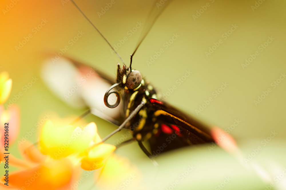 Mariposa, mariposas, variedad, naturaleza, belleza, lindo, beldad ...