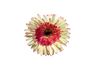 Wall Mural - isolated purple gerbera flower head