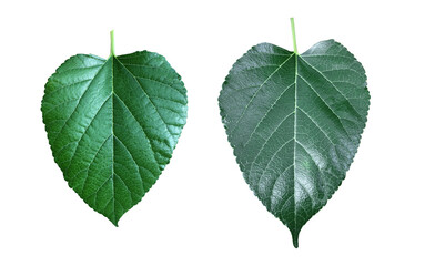 Wall Mural - Isolated mulberry leaf.