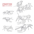 Vector collection of crayfish in vintage style.