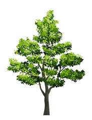 Big tree. Use for landscape design, architectural decorative. Park and outdoor object idea for natural template.