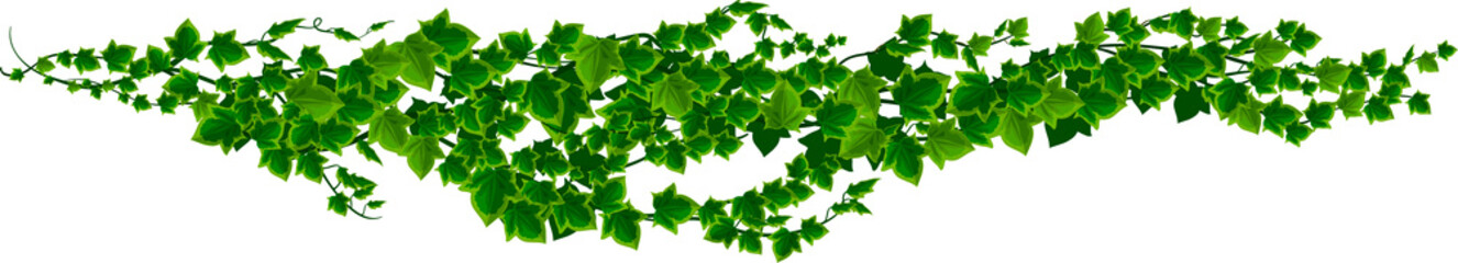 Wall Mural - hedera helix, common english ivy flowering plant