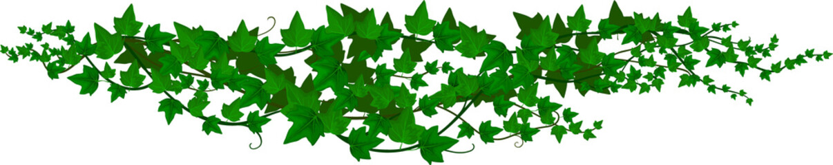 Sticker - Ivy liana, jungle plant vine and tropical branch