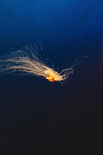 Orange Jellyfish Swimming In The Aquarium 
